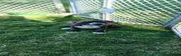American Pit Bull Terrier dogs for sale: American Pit Bull Terrier 2 - Ad 20
