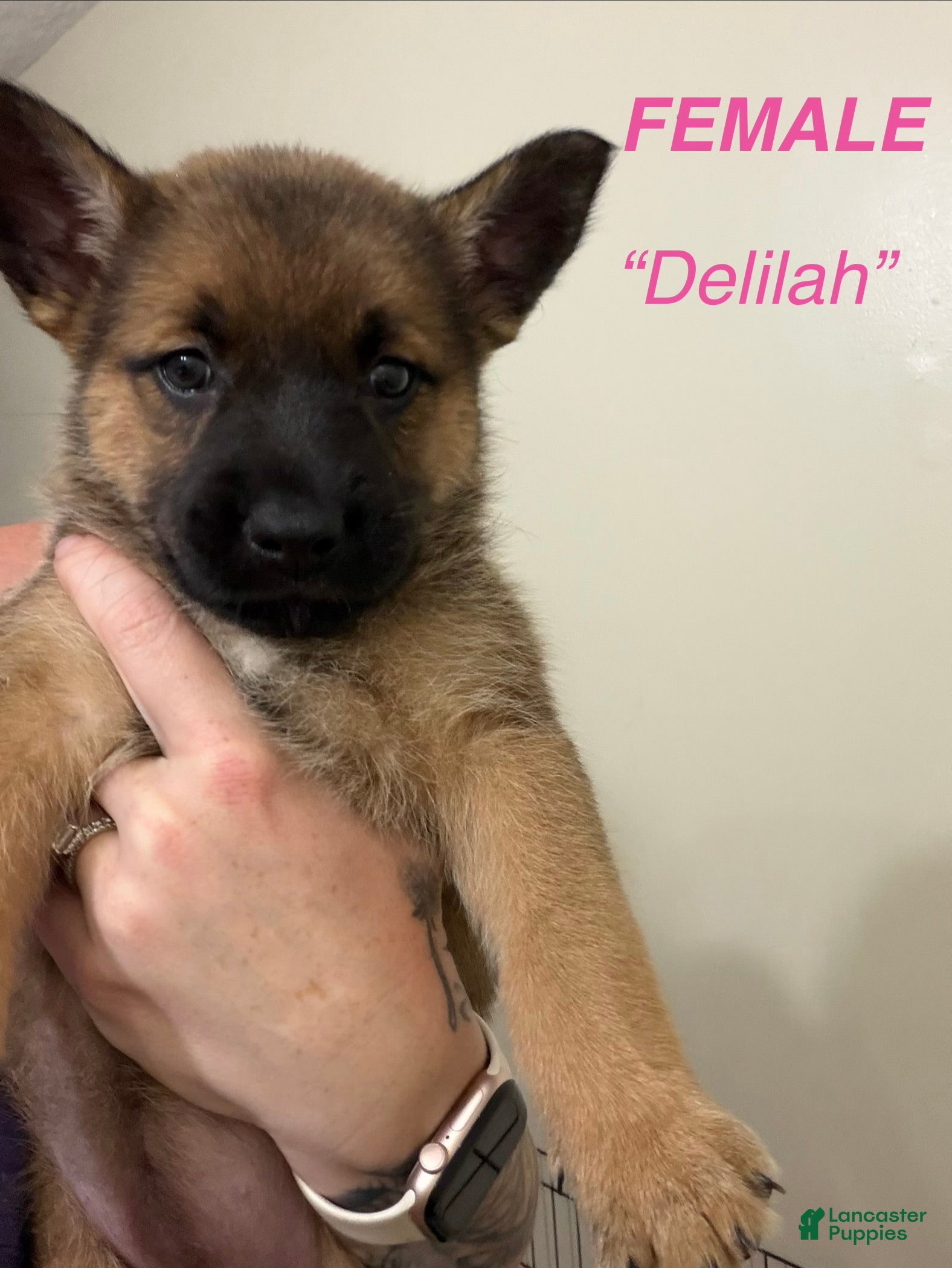 Gerberian Shepsky dogs Delilah - Ad 14