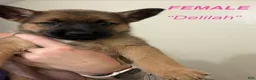 Gerberian Shepsky dogs for sale: Delilah - Ad 1