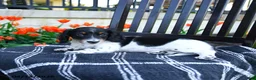 Miniature Dachshund dogs for sale: Digger - Ad 5