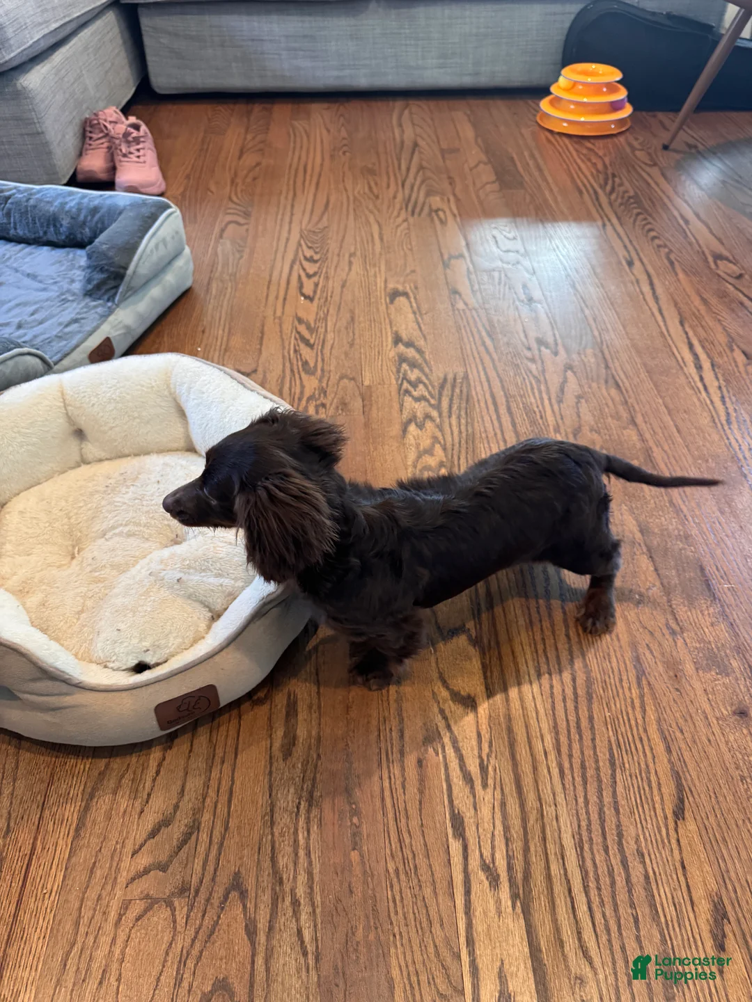 Miniature Dachshund dogs for sale: Coco - Ad 2