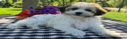 Havapoo dogs for sale: Belle - Ad 3