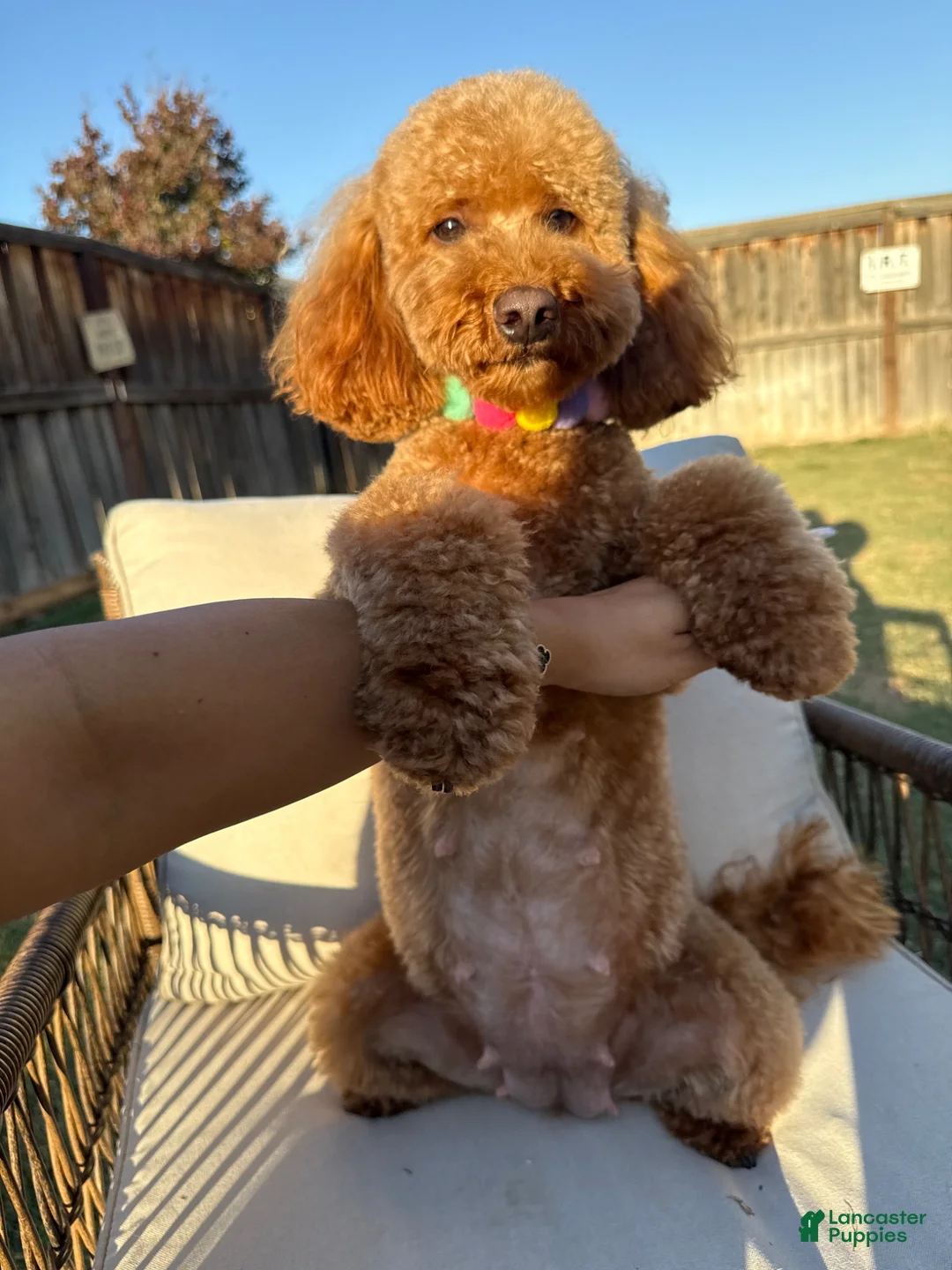 Mini Goldendoodle dogs for sale:  Puppy 1 - Ad 2
