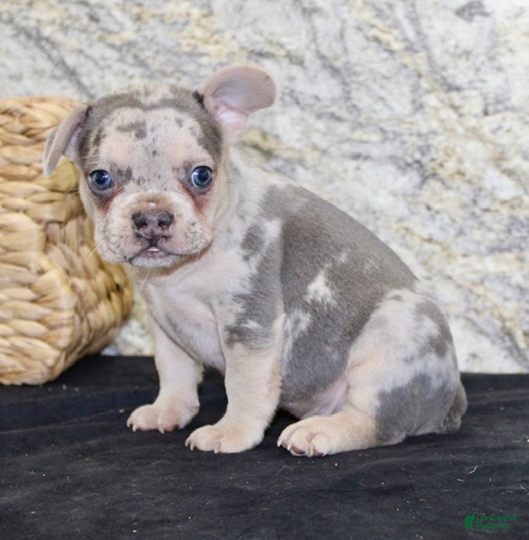 French Bulldog dogs for sale: Royal - Ad 5