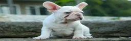 French Bulldog dogs for sale: Snoopy 🐶 - Ad 14
