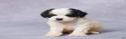 Cavapoo dogs for sale: Bo - Ad 2