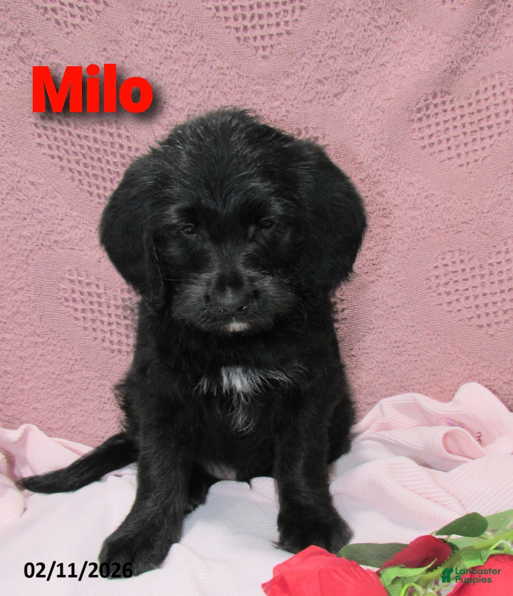 Labradoodle dogs Milo - Ad 41