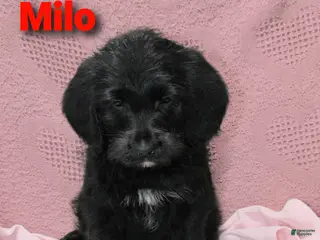 Labradoodle dogs Milo - Ad 41