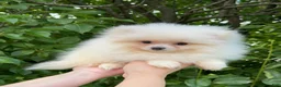 Pomeranian dogs for sale: Pomeranian Puppy Fluffy - Ad 9
