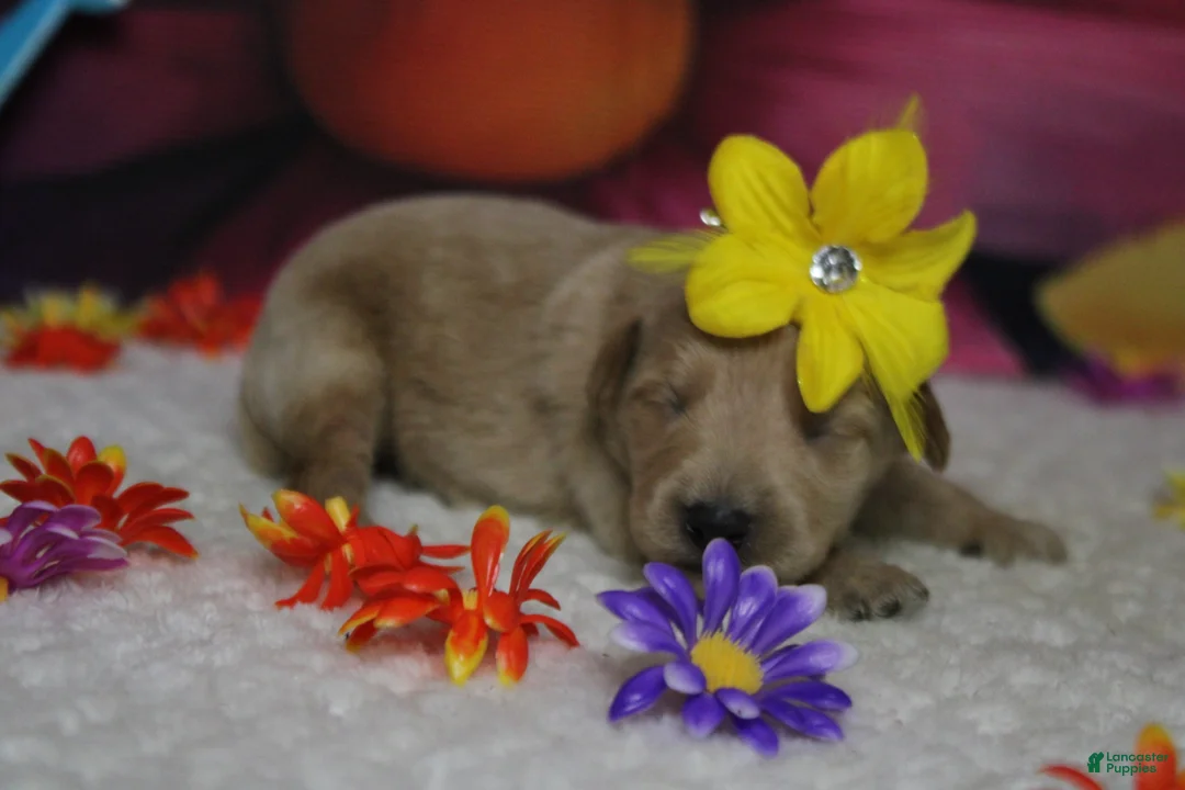 Schnoodle dogs for sale: Sherry  - Ad 2
