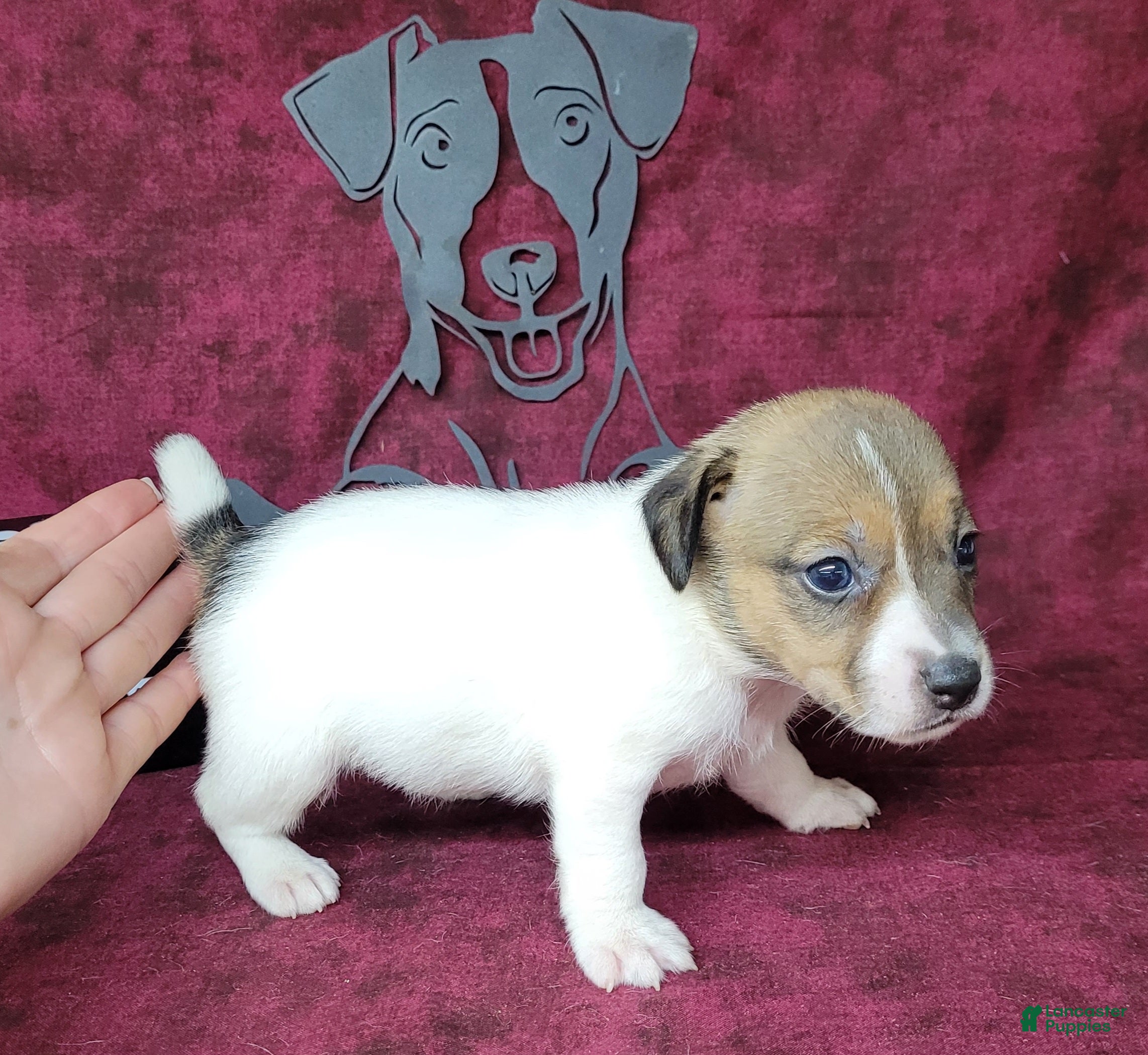 Jack Russell Terrier dogs "Pringle" CKC Reg female - Ad 1