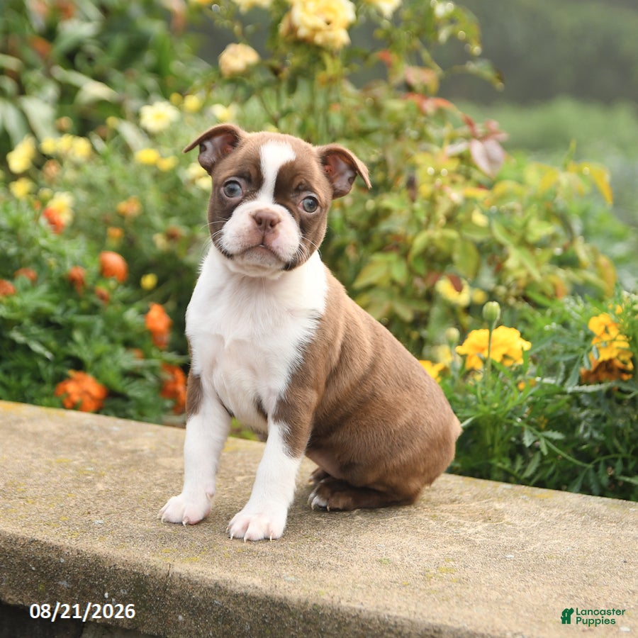Boston Terrier dogs Willow - Ad 2