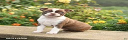 Boston Terrier dogs for sale: Willow - Ad 2