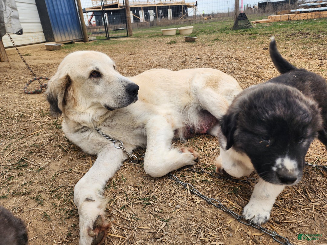 Anatolian Shepherd dogs for sale: Zena 2025 F1 ASD puppy - Ad 32