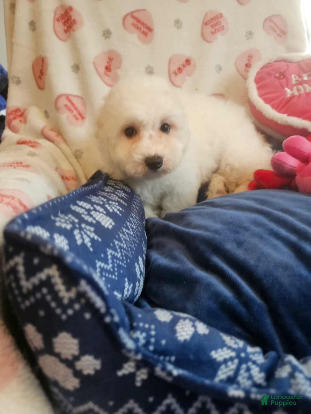 Bichon Frise dogs for sale: Bichon Frise Puppy 2 - Ad 2