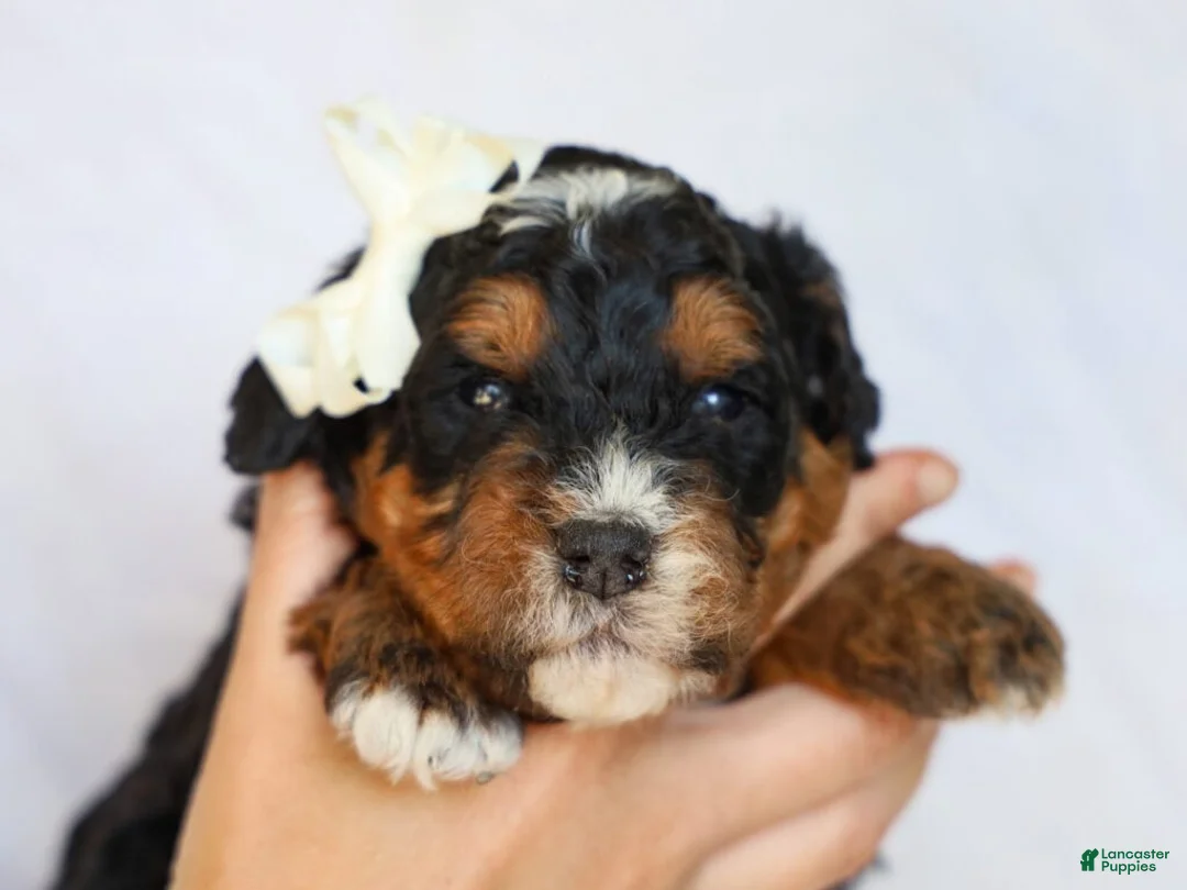 Mini Bernedoodle dogs for sale: Donald - Ad 1