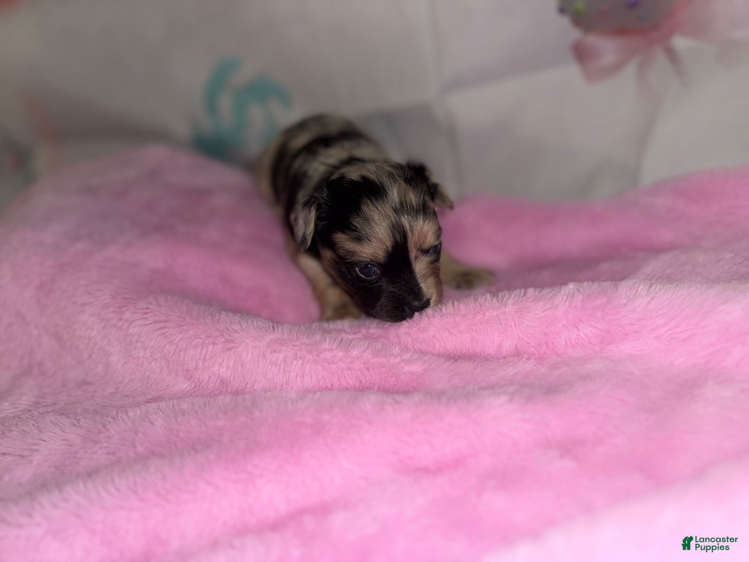 Chihuahua dogs for sale: Gemini - Ad 2