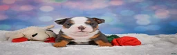 English Bulldog dogs for sale: Bruno - Ad 3