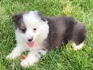 Mixed Breed dogs Jackson - Ad 42