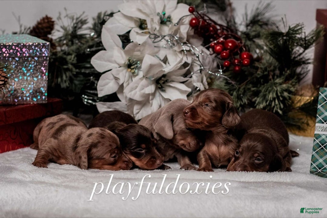 Miniature Dachshund dogs for sale: Ravioli's Chocolate & Tan Girl - Ad 13