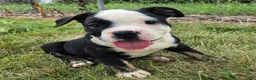 Olde English Bulldogge dogs for sale: Ed - Ad 6