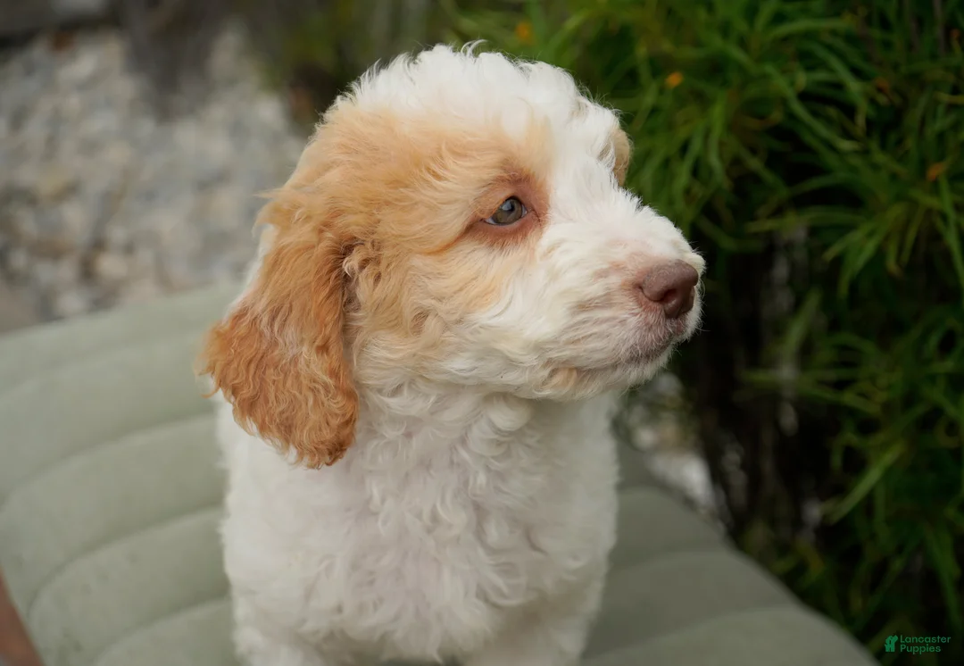 Goldendoodle dogs for sale: Merle Male - Ad 1