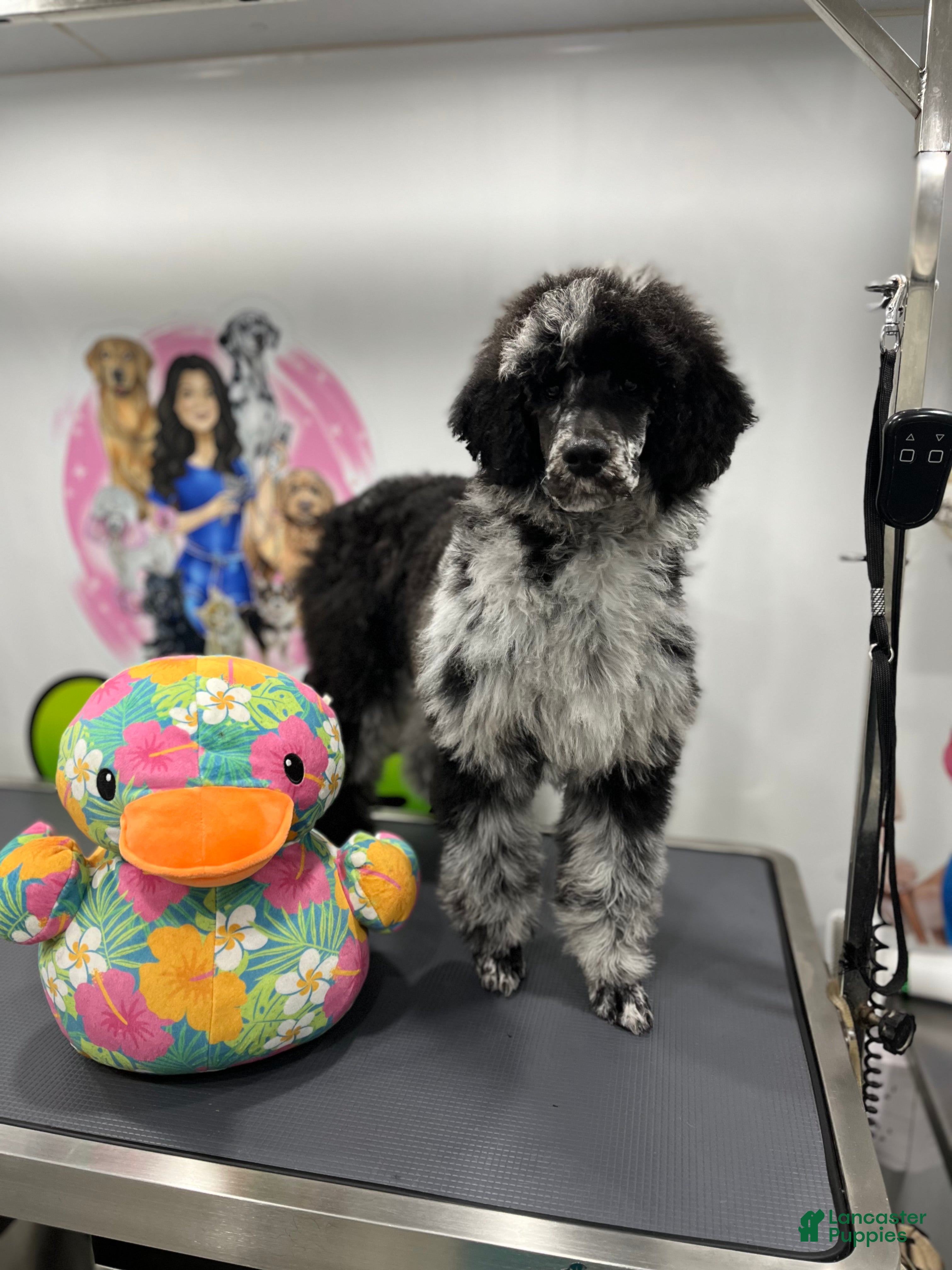 Miniature Poodle dogs Raven  - Ad 1