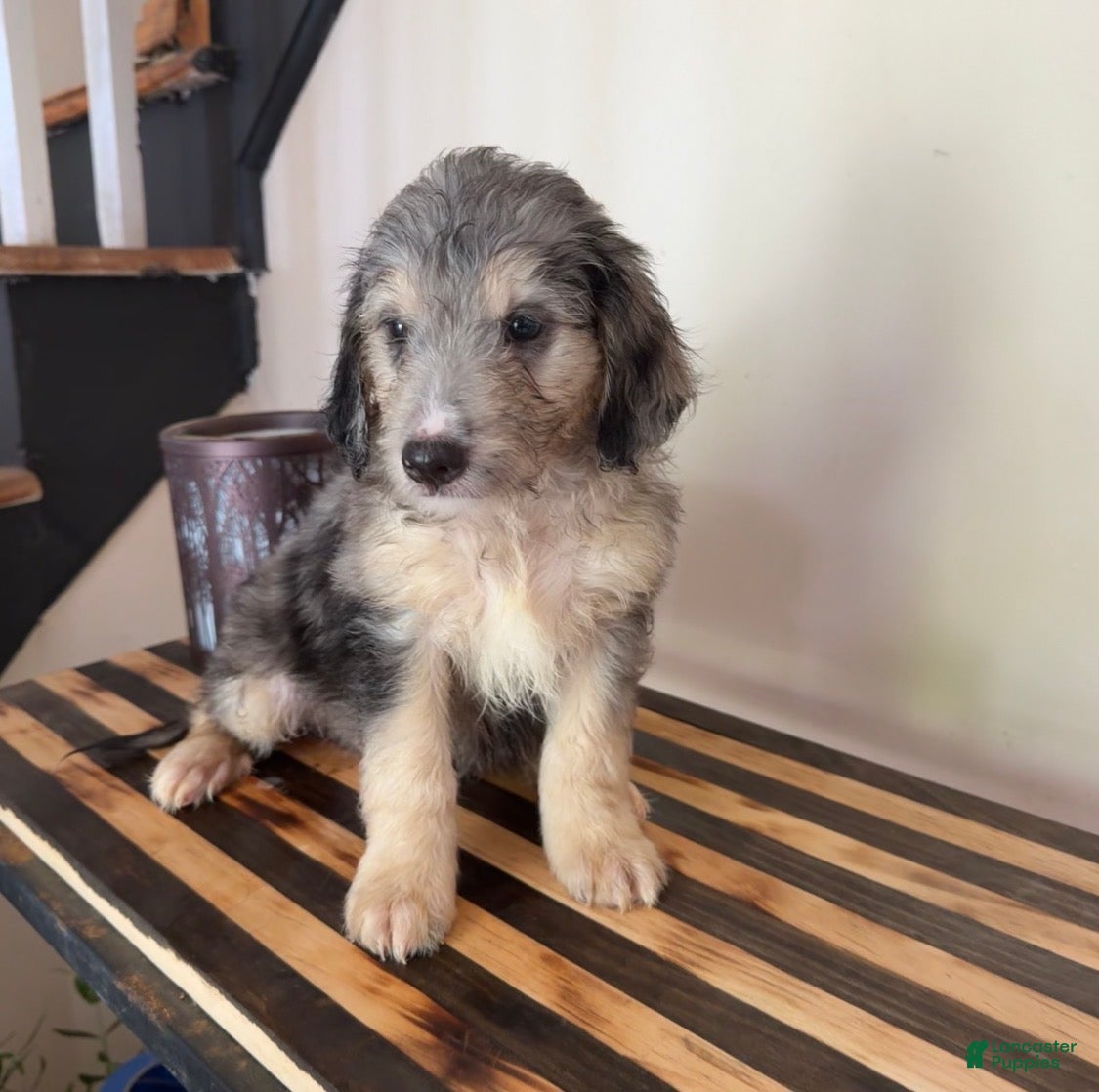 Mini Goldendoodle dogs Teddy - Ad 1