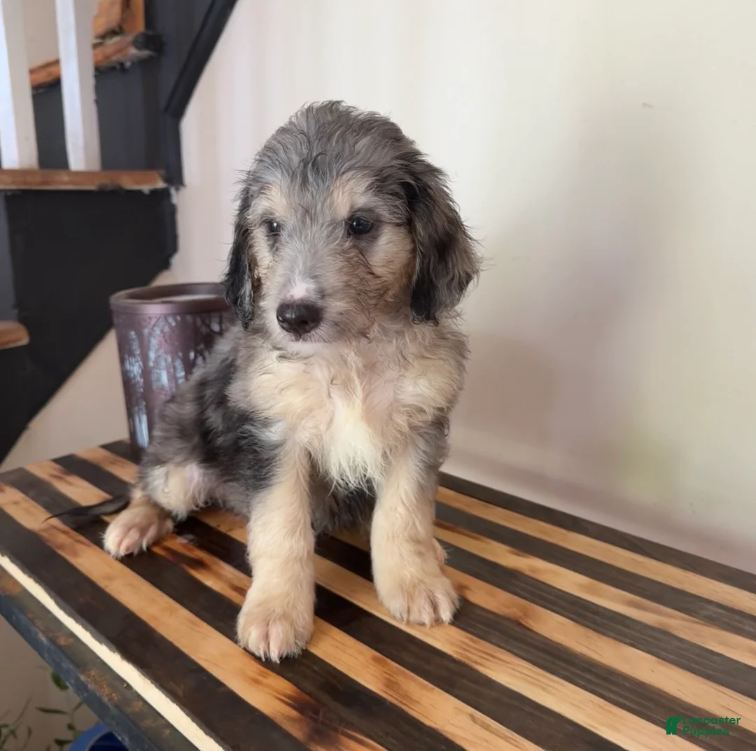 Mini Goldendoodle dogs for sale: Teddy - Ad 1