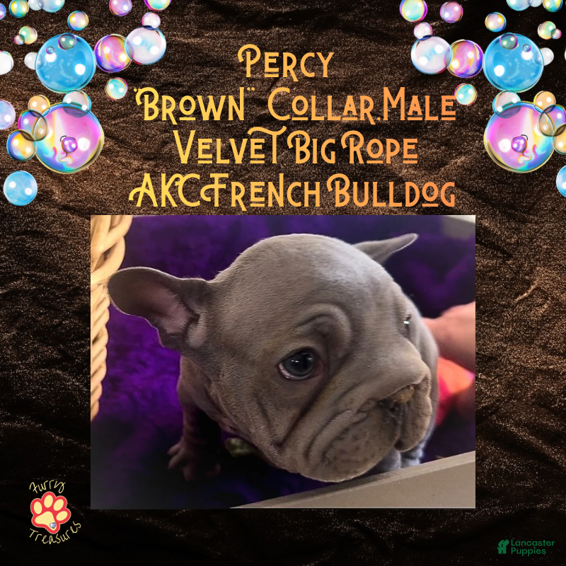 French Bulldog dogs for sale: Prestyn “ Orange” Collar, Male - Ad 24