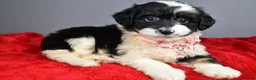 Mini Aussiedoodle dogs for sale: Weden  - Ad 8
