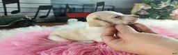 Dachshund dogs for sale: Nationwide delivery. Sugar pies piebald girl chocolate nose - Ad 6