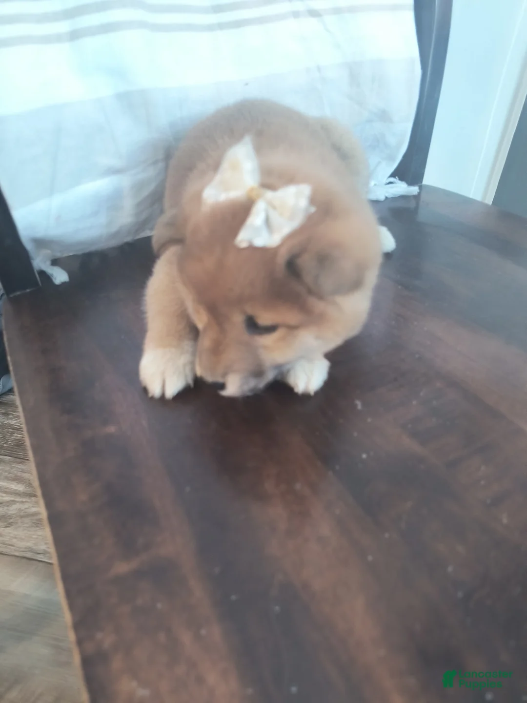Shiba Inu dogs for sale: Rosemary  - Ad 5
