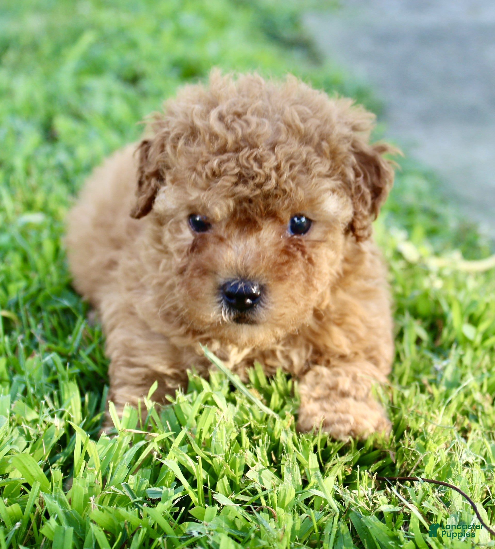 Yorkiepoo dogs Fenn - Ad 2