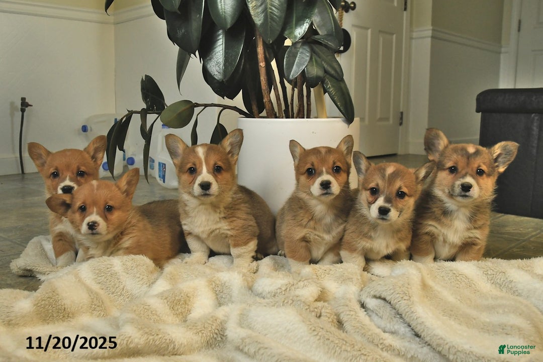 Welsh Corgi Pembroke dogs for sale: Cheif  - Ad 5