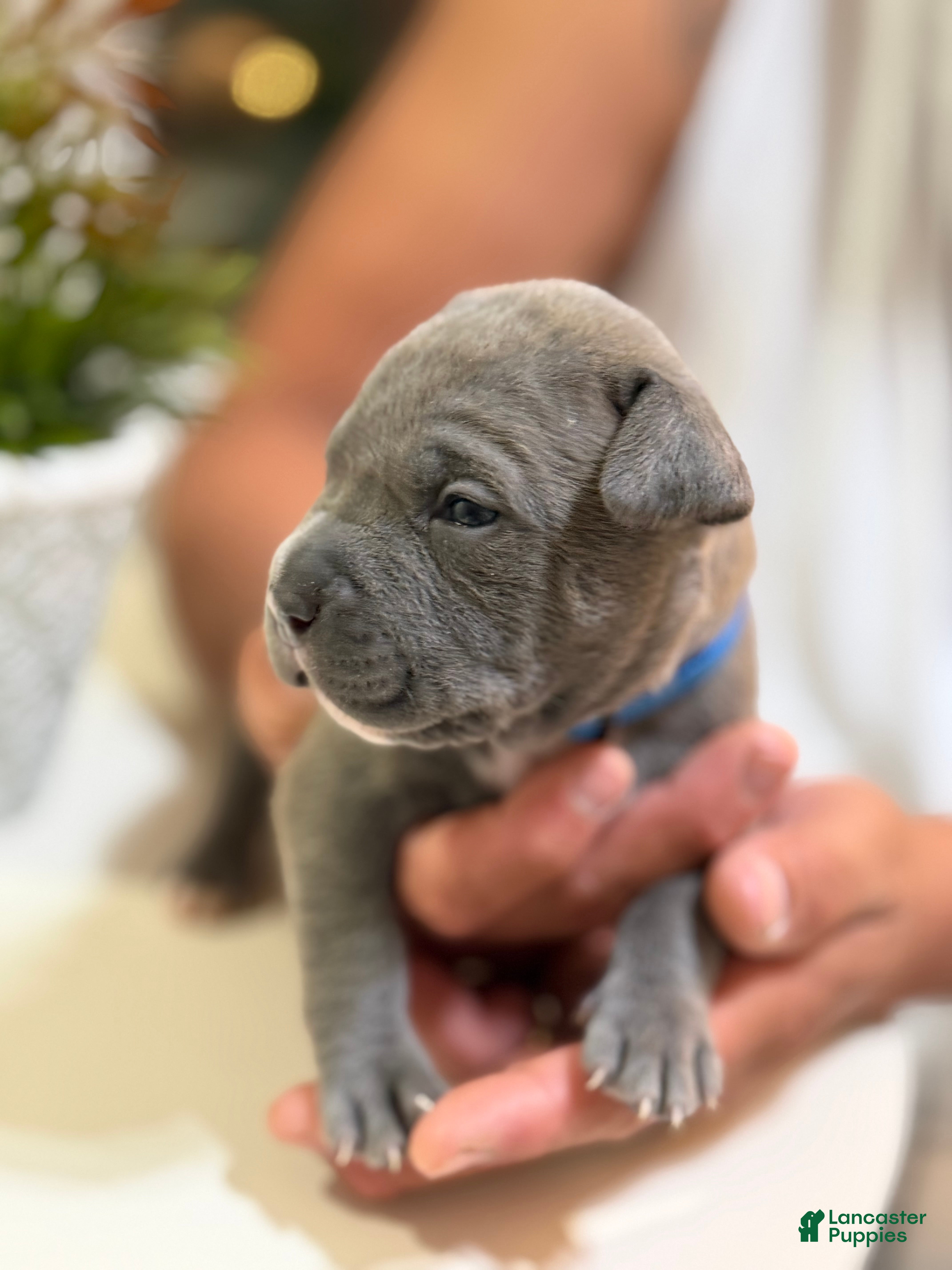 Mixed Breed dogs Dark blue collar - Ad 15