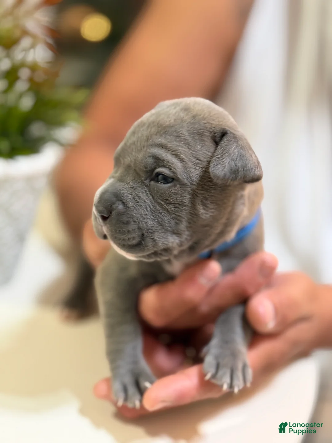 Mixed Breed dogs for sale: Dark blue collar - Ad 1