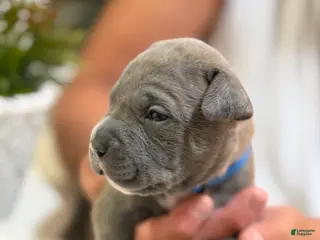 Mixed Breed dogs Dark blue collar - Ad 15