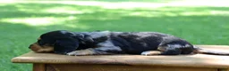 Miniature Dachshund dogs for sale: Mini Dachshund: Sam - Ad 10