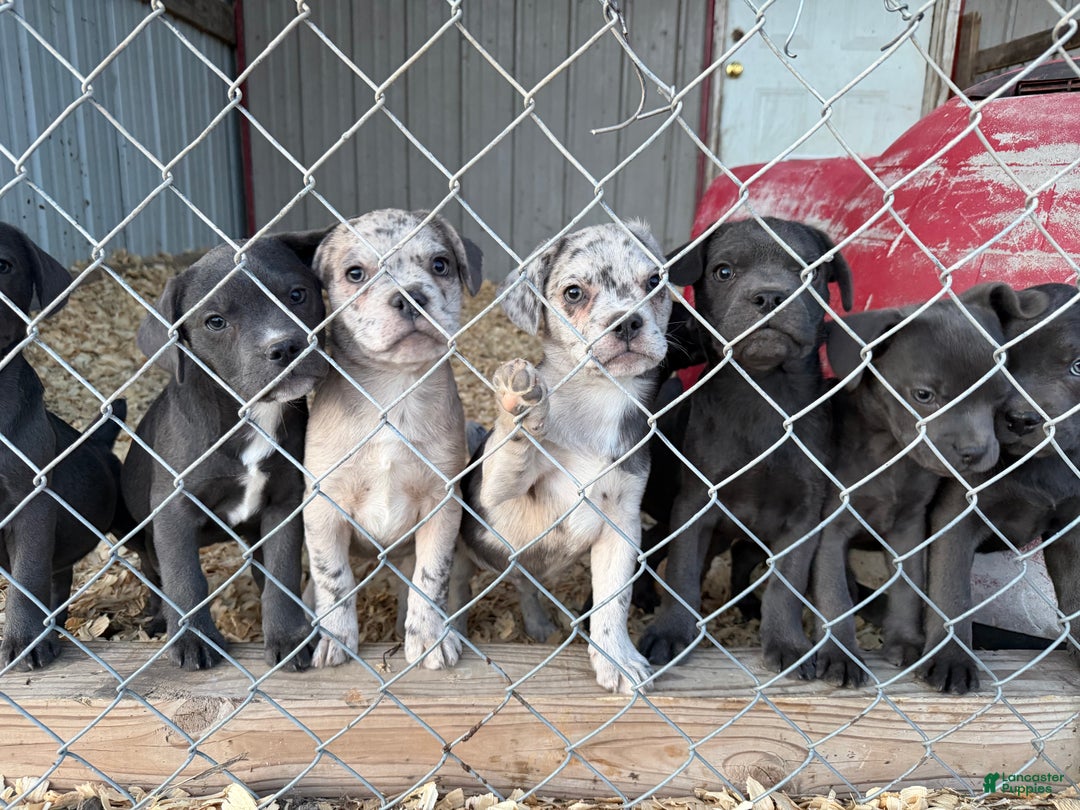 Mixed Breed dogs for sale: Bakunin (Kuni) - Ad 20