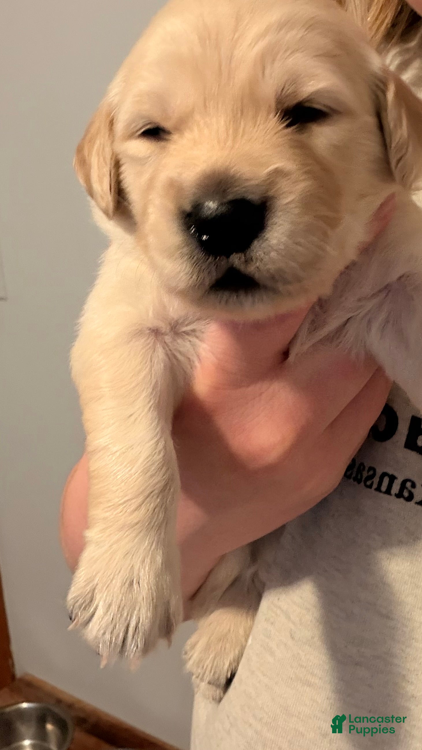 Golden Retriever dogs Purple  - Ad 1