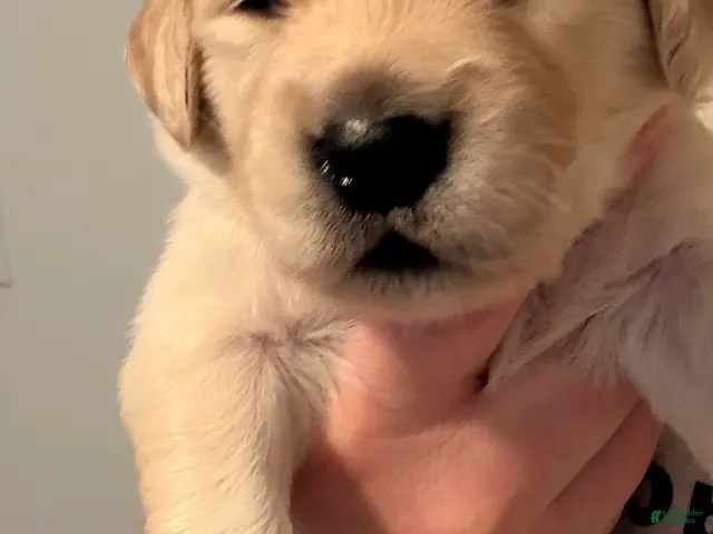 Golden Retriever dogs for sale: Purple - Ad 2