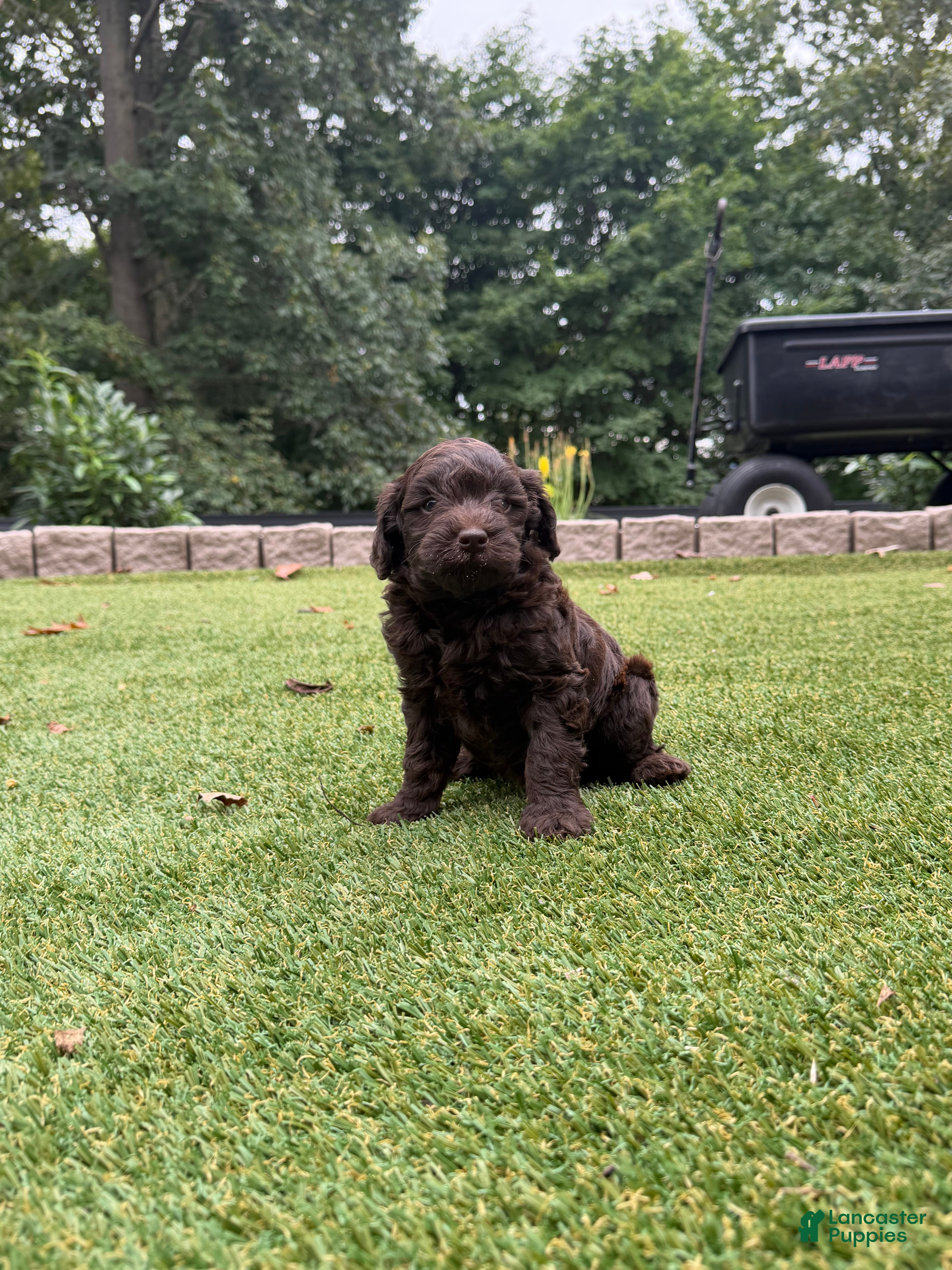 Aussiedoodle dogs Rocky - Ad 1