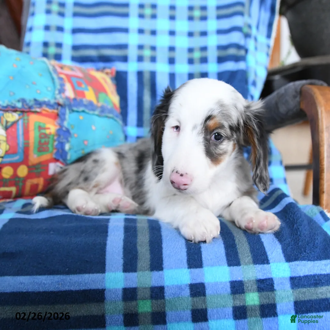 Miniature Dachshund dogs for sale: Boomer - Ad 4