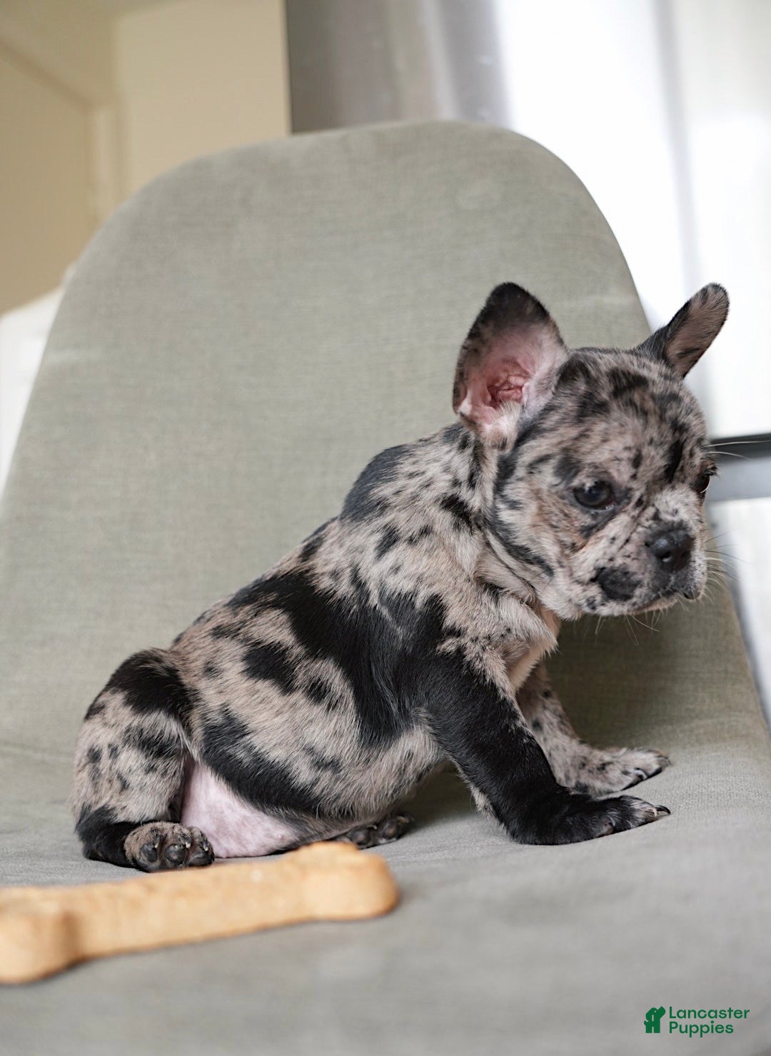 French Bulldog dogs Stormi - Ad 20