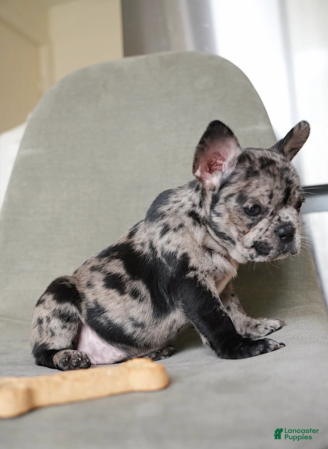 French Bulldog dogs for sale: Stormi - Ad 1
