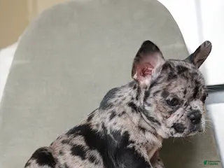 French Bulldog dogs Stormi - Ad 20