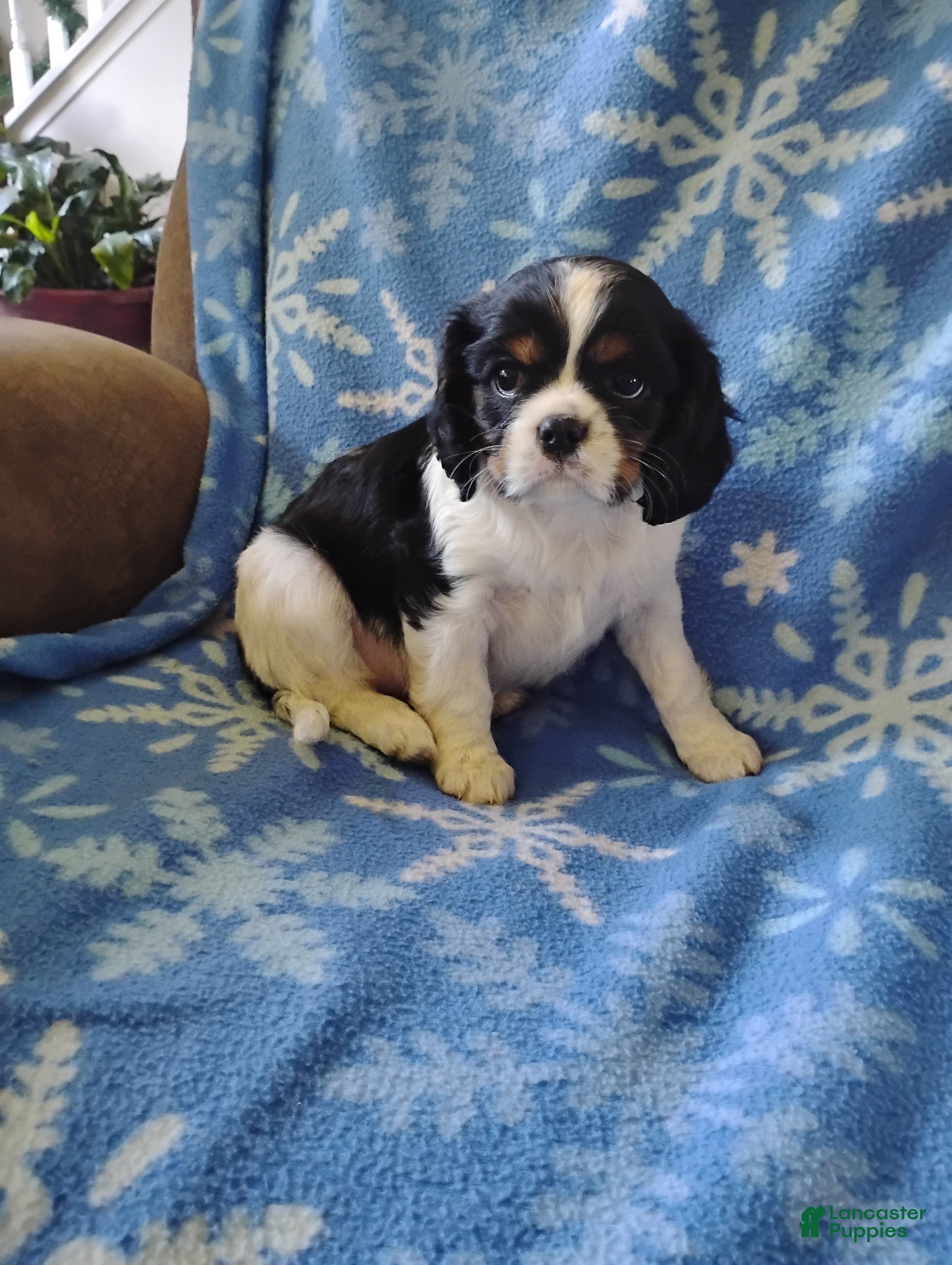 Cavalier King Charles Spaniel dogs Rhoda -Cavalier King Charles Spaniel Puppy 3 - Ad 13