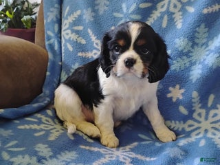 Cavalier King Charles Spaniel dogs Rhoda -Cavalier King Charles Spaniel Puppy 3 - Ad 13