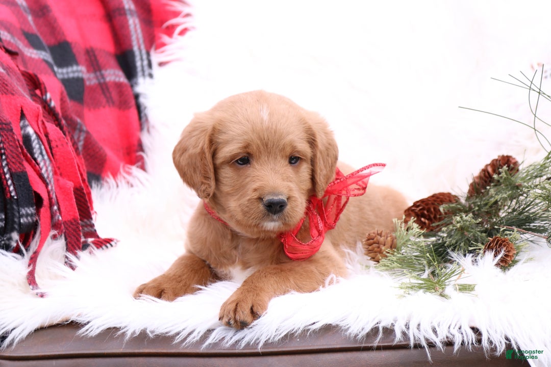 Labradoodle dogs for sale: Buddy - Ad 3